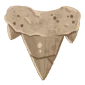 Archaic Tooth