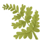 Delicate Frond